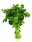 09002397: Fresh Coriander 1bot 