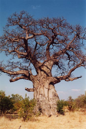 baobabmayotte.jpg