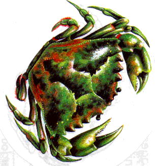 crabe-ver.gif