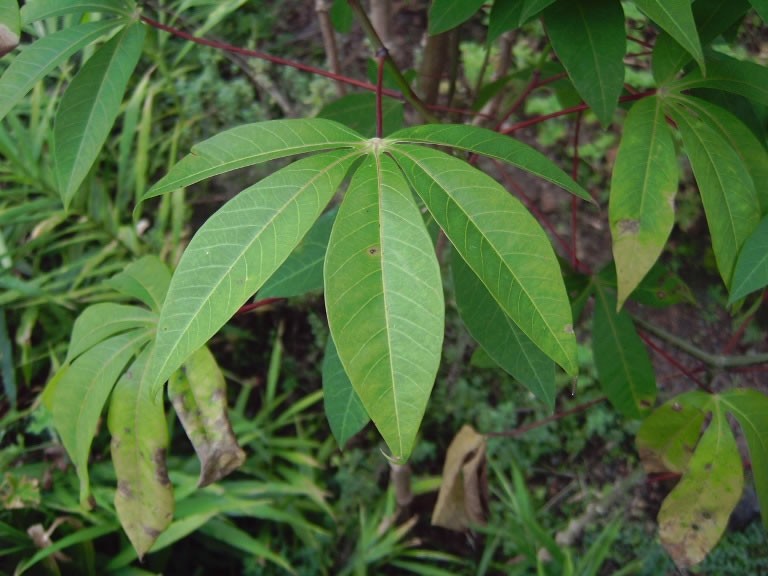 manioc-feuille.jpg