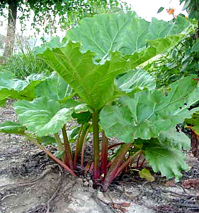 rhubarb.jpg