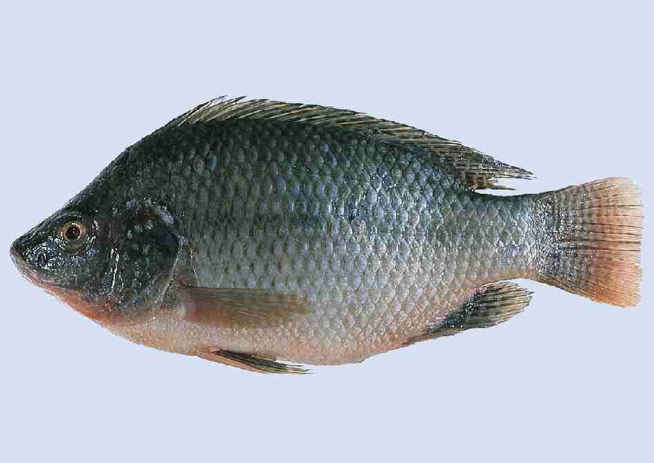 tilapia.jpg