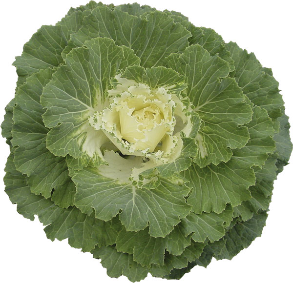 white-cabbage.jpg