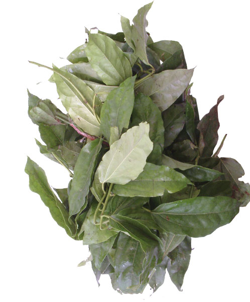 yanang-leaves.jpg